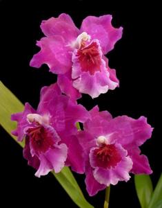 Miltonidium Aloha Passion