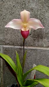 Phragmipedium Cape Sunset