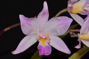 Laelia crawshayana