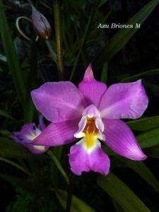 Laelia Finckeniana