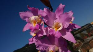 Laelia Finckeniana