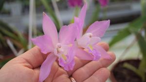 Laelia eyermaniana