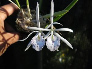 Brassocattleya Sarah Black