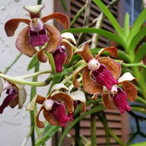 Vanda Limbo Dancer