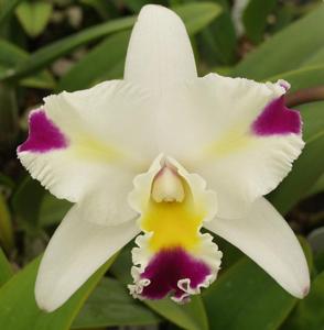 Cattleya Mari's Love