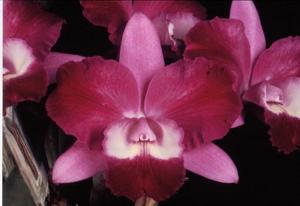 Cattleya Mari's Love