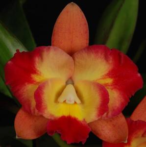 Cattleya Angel Eyes