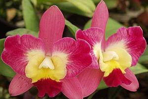 Cattleya Angel Eyes