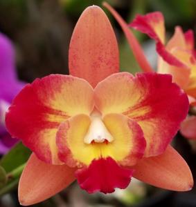 Cattleya Angel Eyes