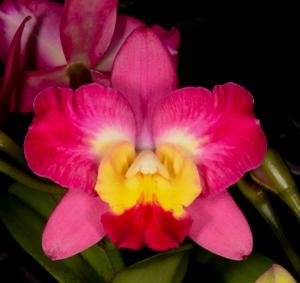 Cattleya Angel Eyes