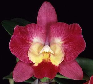 Cattleya Angel Eyes