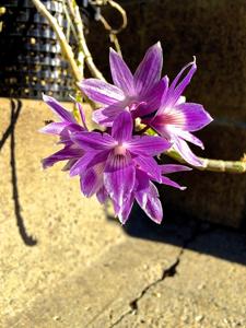 Dendrobium Mingle's Sapphire