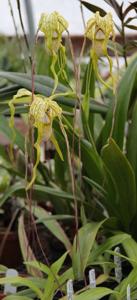 Phragmipedium Tall Tails