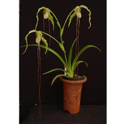 Phragmipedium Tall Tails