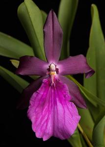 Miltonia Woodlawn Ruby