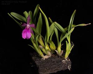 Miltonia Woodlawn Ruby