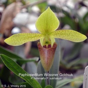 Paphiopedilum Wössner Goldsuk