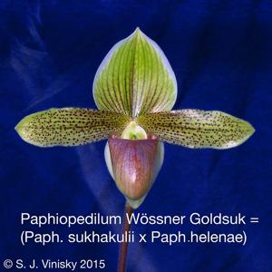 Paphiopedilum Wössner Goldsuk