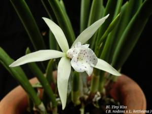 Brassocattleya Tiny Kiss