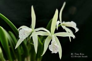 Brassocattleya Tiny Kiss