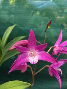 Dendrobium Cheryl's Glory