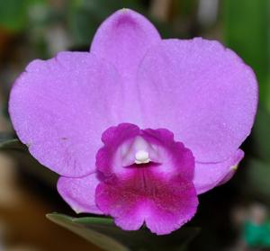 Cattleya Elusive Dream