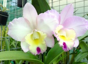 Laeliocattleya Memoria Mason Taylor