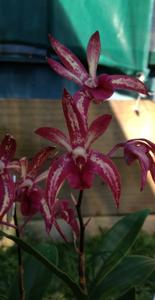 Dendrobium Burgundy Bride