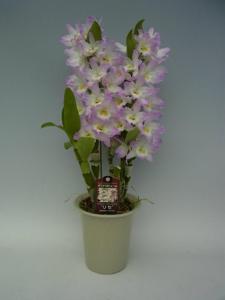Dendrobium Fancy Angel