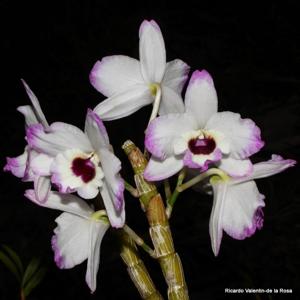 Dendrobium Love Memory