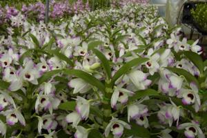 Dendrobium Love Memory