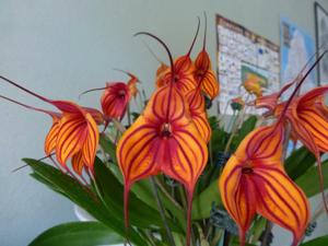 Masdevallia Veitch's Candy Cane