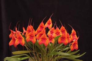 Masdevallia Veitch's Candy Cane