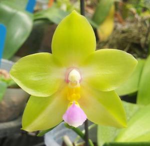 Phalaenopsis Nobby's Fox