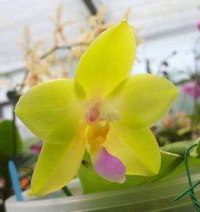 Phalaenopsis Nobby's Fox