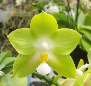 Phalaenopsis Nobby's Fox