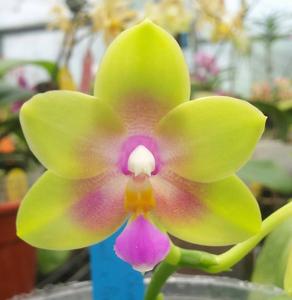 Phalaenopsis Nobby's Fox