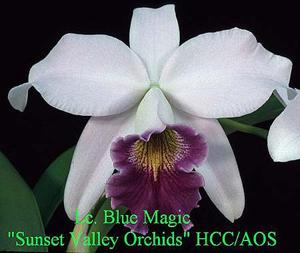 Laeliocattleya Blue Magic