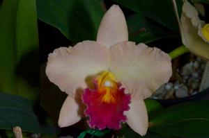 Rhyncholaeliocattleya Lisa Taylor Gallis