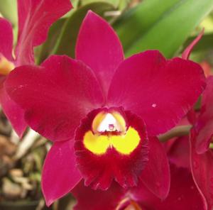 Rhyncholaeliocattleya Hawaiian Prominence