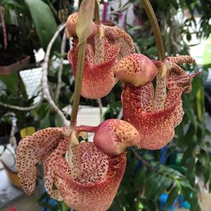 Coryanthes Mamadon