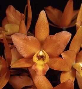 Laeliocatanthe Highland Treat