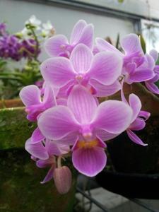 Phalaenopsis Liu's Bright Ruby