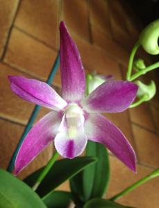 Dendrobium Carol Doran