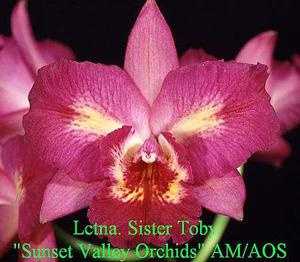 <i>Cattleytonia</i> Sister Toby