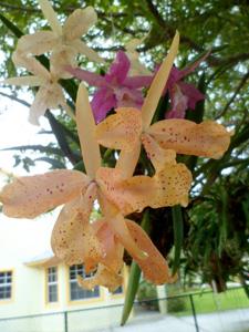 Brassocatanthe Mickey's Freckles