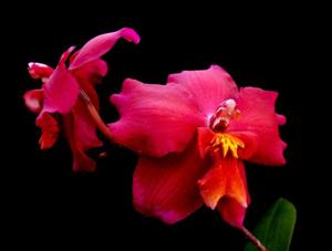 Oncidium Zoes Fire