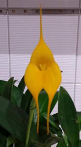 Masdevallia Golden Monarch