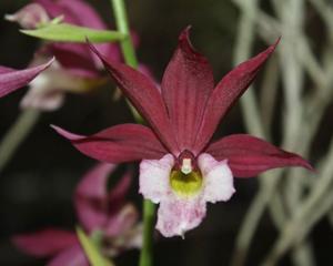 Calanthe Kryptonite