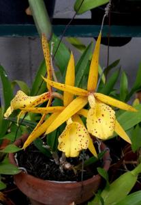 Brassocattleya Yellow Bird